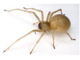 Extermination - Exterminateur d'araignee cheiracanthium – Exterminateur d'araignee Région de Granby - Haute-Yamaska - Guide d'identification ABC Gestion Parasitaire