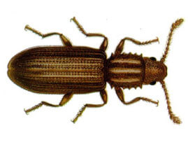 Extermination - Exterminateur d'insectes alimentaires cucujidese dentelé du grain – Cucujidese dentelé du grain - Exterminateur - Granby - Guide d'identification parasitaire - ABC Gestion Parasitaire