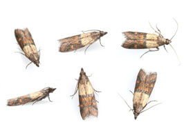 Extermination - Exterminateur d'insectes alimentaires Pyrale indienne – Pyrale indienne - Exterminateur - Granby - Guide d'identification parasitaire - ABC Gestion Parasitaire