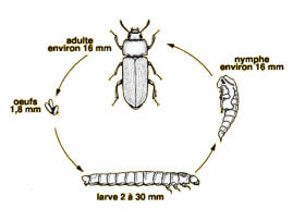 Extermination - Exterminateur d'insectes alimentaires Ténébrion meunier – Ténébrion meunier - Exterminateur - Granby - Guide d'identification parasitaire - ABC Gestion Parasitaire