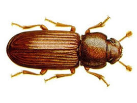 Extermination - Exterminateur d'insectes alimentaires Tribolium – Tribolium - Exterminateur - Granby - Guide d'identification parasitaire - ABC Gestion Parasitaire