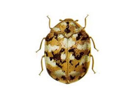 Extermination - Exterminateur d'insectes papier anthrène des tapis – Anthrènes des tapis - Exterminateur - Granby - Guide d'identification parasitaire - ABC Gestion Parasitaire