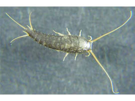 Extermination - Exterminateur d'insectes papier lépisme argenté – Lépisme argenté - Exterminateur - Granby - Guide d'identification parasitaire - ABC Gestion Parasitaire