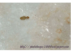 Extermination - Exterminateur d'insectes papier pou du livre – Pou du livre - Exterminateur - Granby - Guide d'identification parasitaire - ABC Gestion Parasitaire