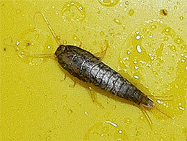Extermination - Exterminateur d'insectes papier Thermobie – Thermobie - Exterminateur - Granby - Guide d'identification parasitaire - ABC Gestion Parasitaire