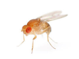Extermination - Exterminateur de Mouche drosophiles – Exterminateur Région de Granby - Haute-Yamaska - Estrie - Guide d'identification ABC Gestion Parasitaire