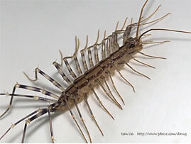 Extermination - Exterminateur parasites occasionnels – Centipède - Exterminateur - Granby - Guide d'identification parasitaire - ABC Gestion Parasitaire