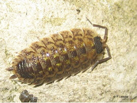 Extermination - Exterminateur parasites occasionnels – Cloporte - Exterminateur - Granby - Guide d'identification parasitaire - ABC Gestion Parasitaire