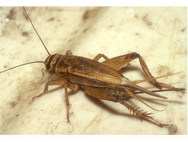 Extermination - Exterminateur parasites occasionnels – Grillon domestique - Exterminateur - Granby - Guide d'identification parasitaire - ABC Gestion Parasitaire