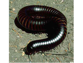 Extermination - Exterminateur parasites occasionnels – Millipède - Exterminateur - Granby - Guide d'identification parasitaire - ABC Gestion Parasitaire