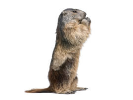 Exterminateur – Capture de mammifères et location de cage pour la capture – Capture de marmottes – Exterminateur de marmotte – Extermination de marmotte – Granby
