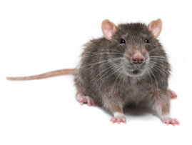 Extermination - Exterminateur de Rongeur - Rat de Norvège - Rattus norvegicus - Rats – Exterminateur Région de Granby - Estrie - Guide d'identification ABC Gestion Parasitaire