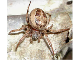 Extermination - Exterminateur d'araignee larinioides patagiata – Exterminateur d'araignees Région de Granby - Estrie - Guide d'identification ABC Gestion Parasitaire