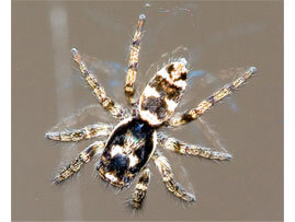 Extermination - Exterminateur d'araignee Salticus scenicus – Exterminateur d'araignees Région de Granby - Haute-Yamaska - Guide d'identification ABC Gestion Parasitaire