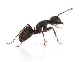 Extermination définitive des fourmis, Extermination Cerca